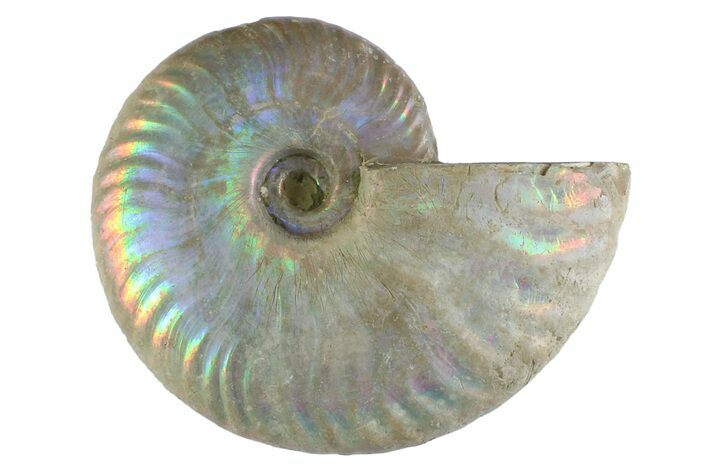 Silver Iridescent Ammonite (Cleoniceras) Fossil - Madagascar #346743